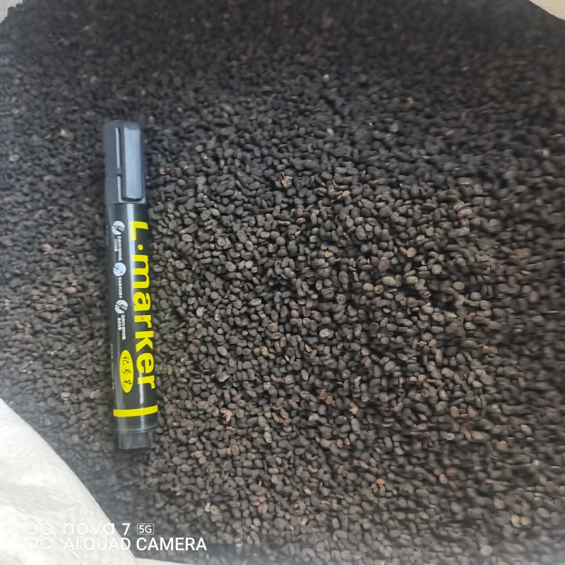 补骨脂生补骨脂炒补骨脂规格齐全支持一件代发