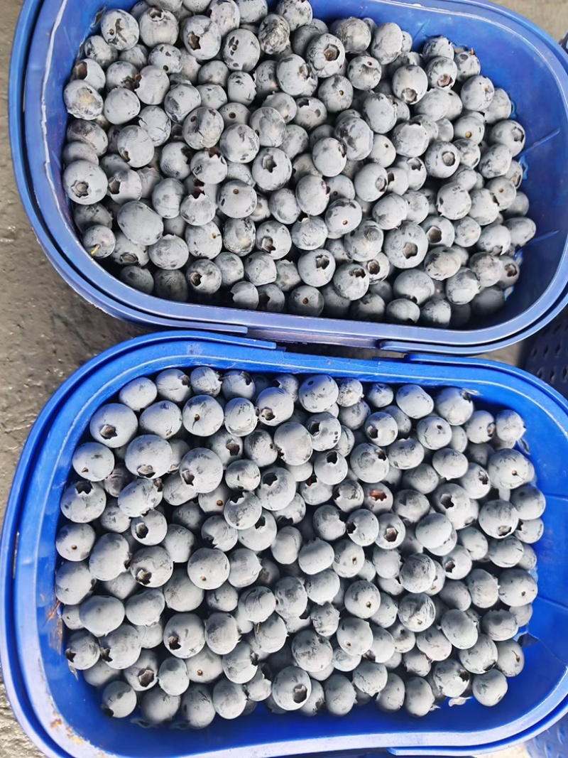 云南蓝莓L11L25F6对接各大平台电商一件代发