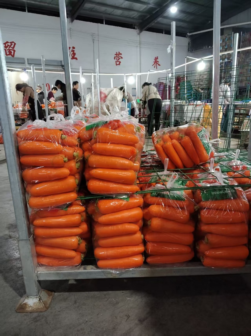 河南开封通许葫芦卜大量有货欢迎老板来电咨询