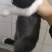 兔子*道奇兔