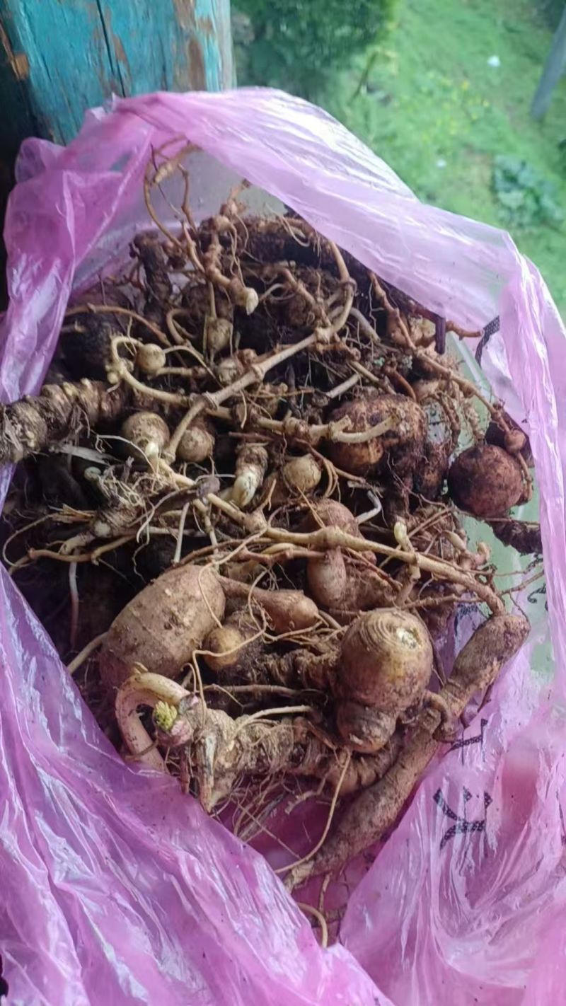 珠子七，又名珠子参，是一种名贵的中药材。