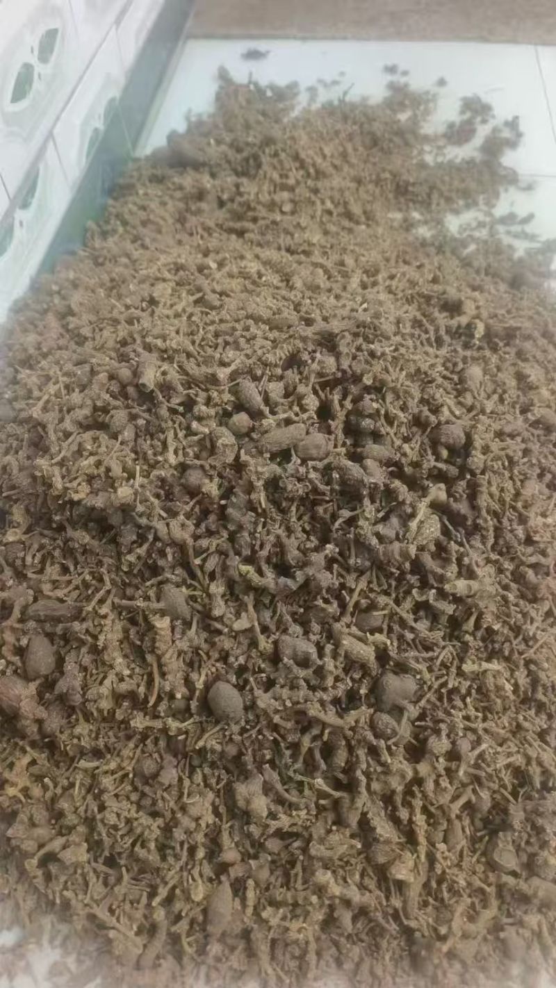 珠子七，又名珠子参，是一种名贵的中药材。