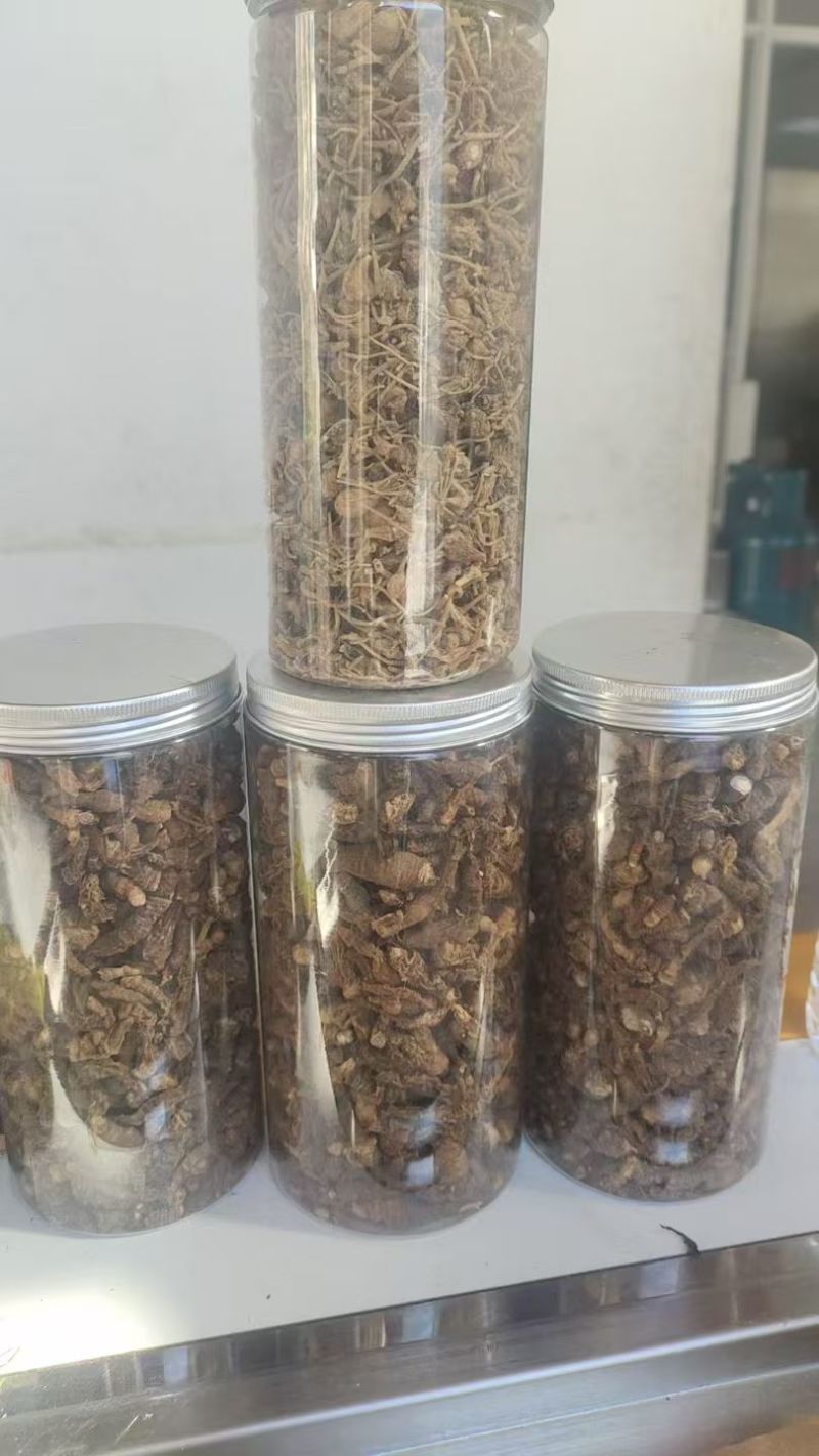 珠子七，又名珠子参，是一种名贵的中药材。