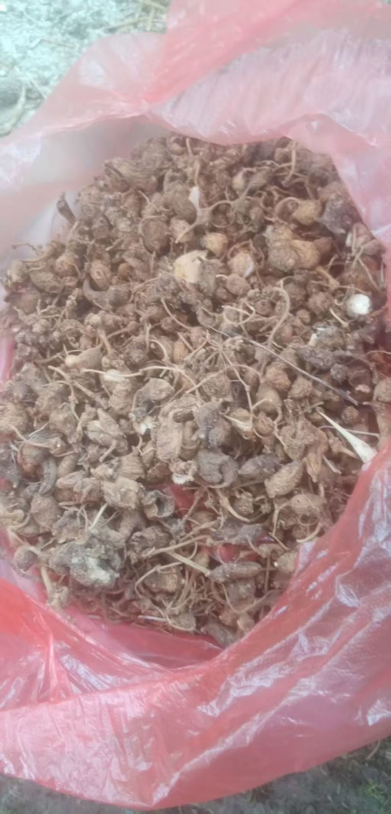 珠子七，又名珠子参，是一种名贵的中药材。