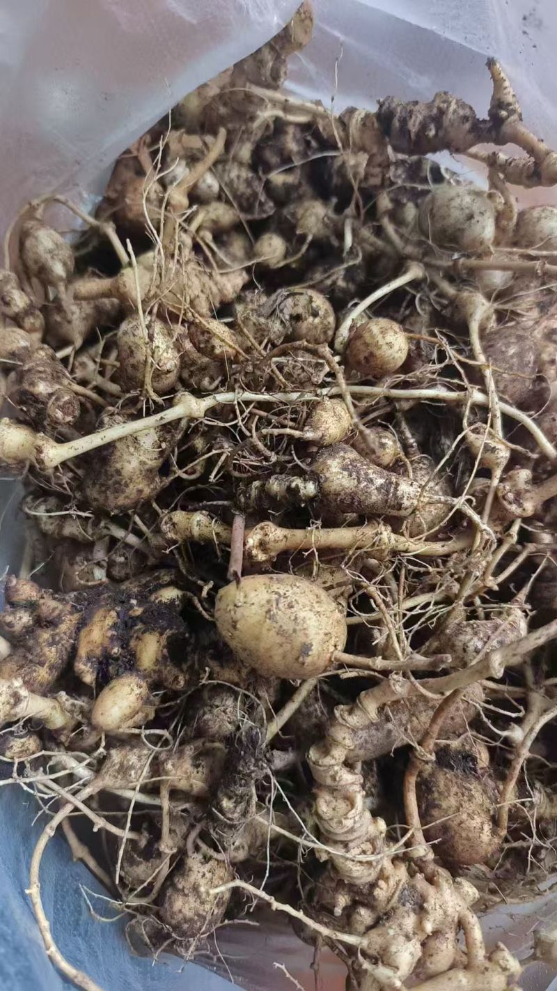 珠子七，又名珠子参，是一种名贵的中药材。