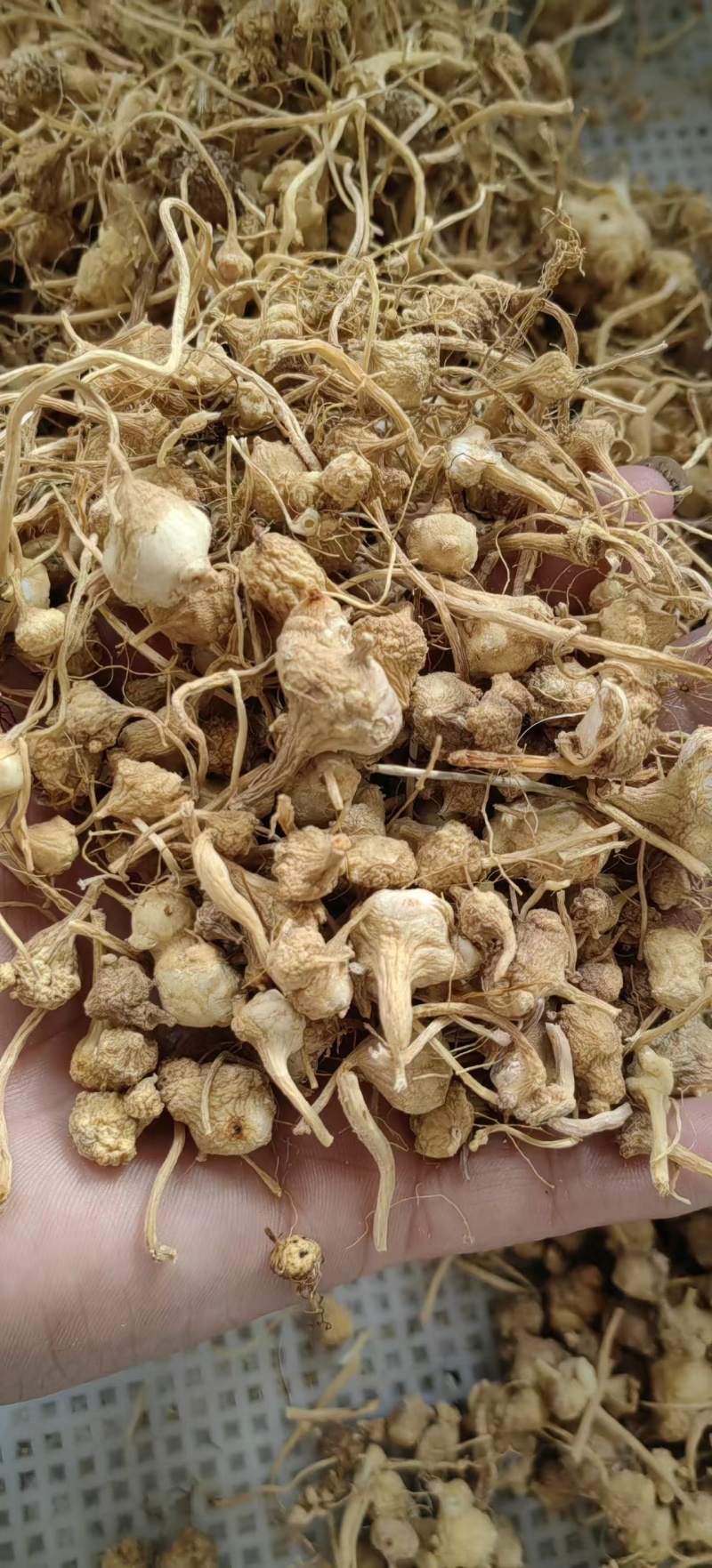 珠子七，又名珠子参，是一种名贵的中药材。
