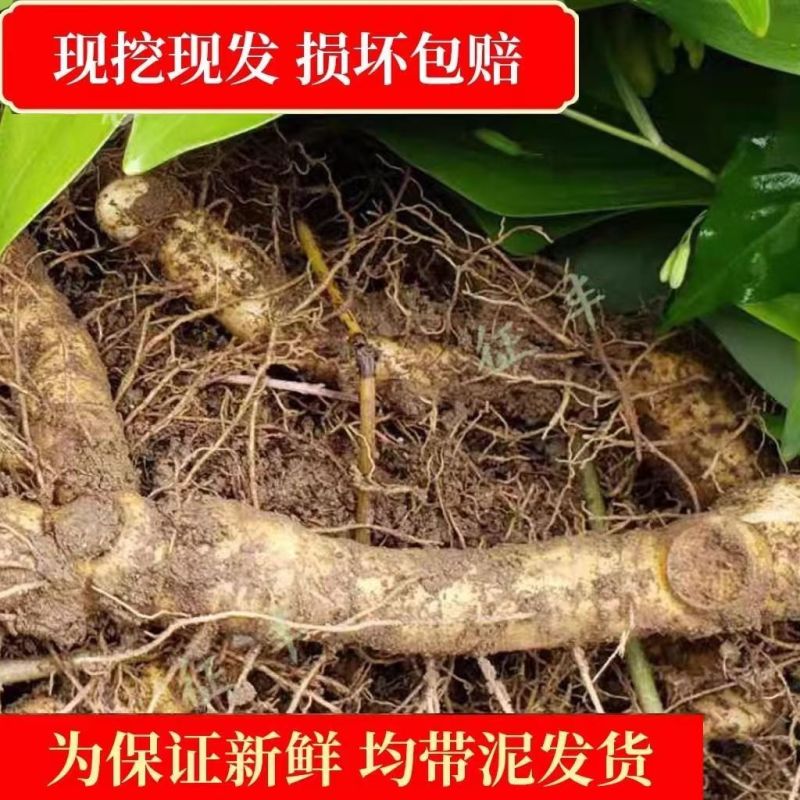 新鲜玉竹(湿玉竹)新鲜无污染，现挖现发对接全国一条龙服务