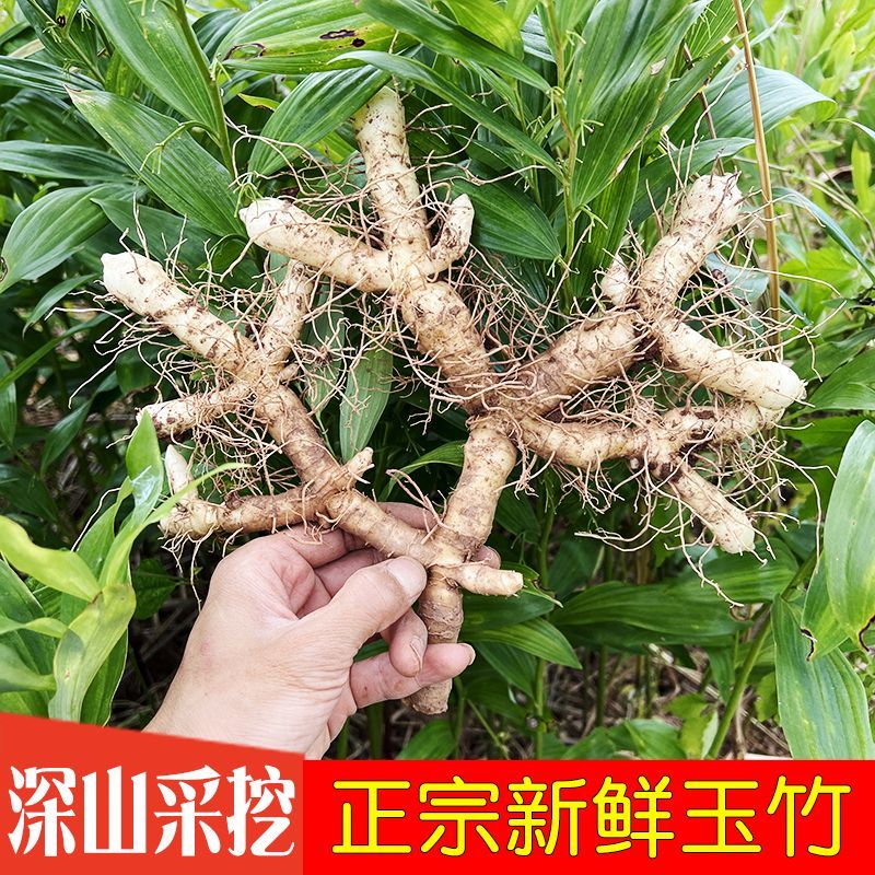新鲜玉竹(湿玉竹)新鲜无污染，现挖现发对接全国一条龙服务
