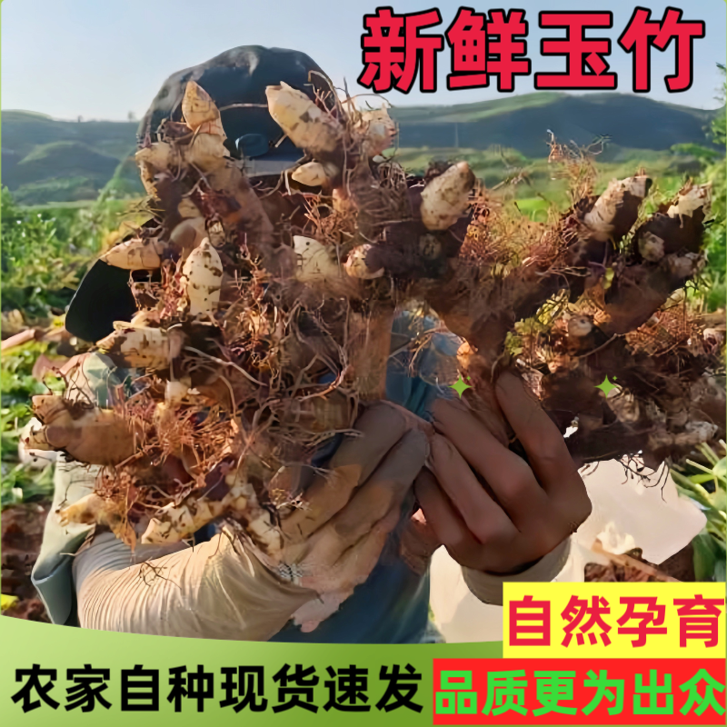 新鲜玉竹(湿玉竹)新鲜无污染，现挖现发对接全国一条龙服务
