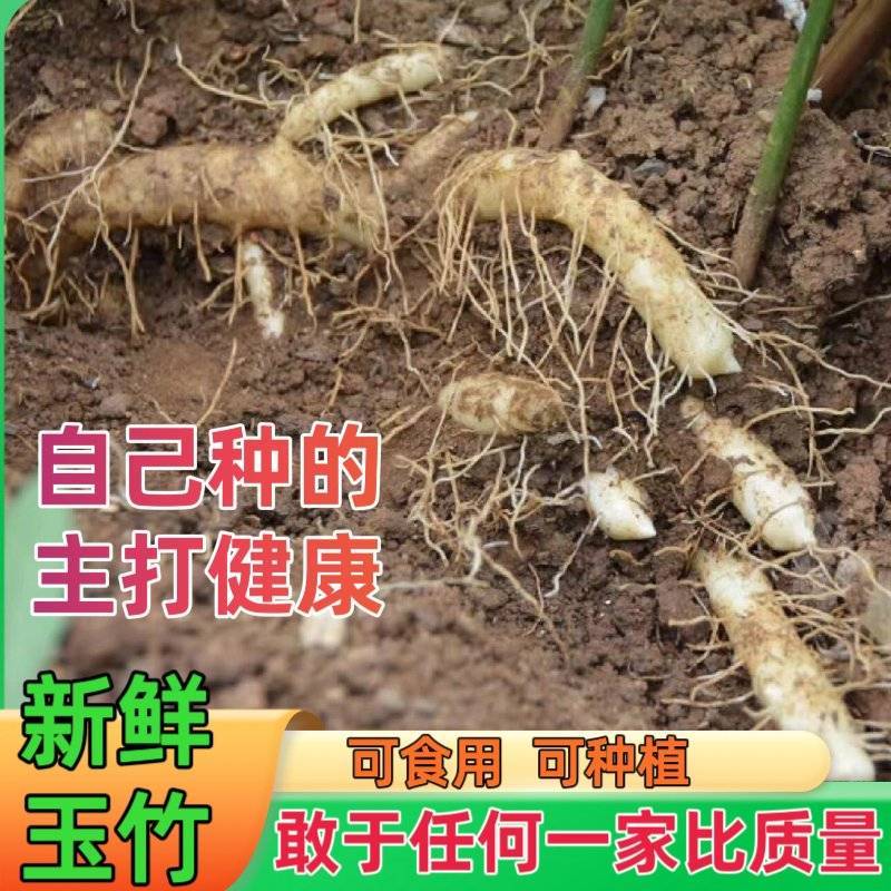 新鲜玉竹(湿玉竹)新鲜无污染，现挖现发对接全国一条龙服务