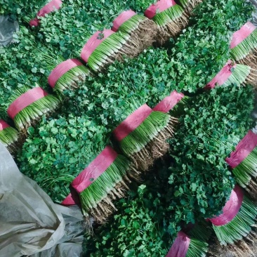 产地香菜大量上市欢迎各地老板骚扰