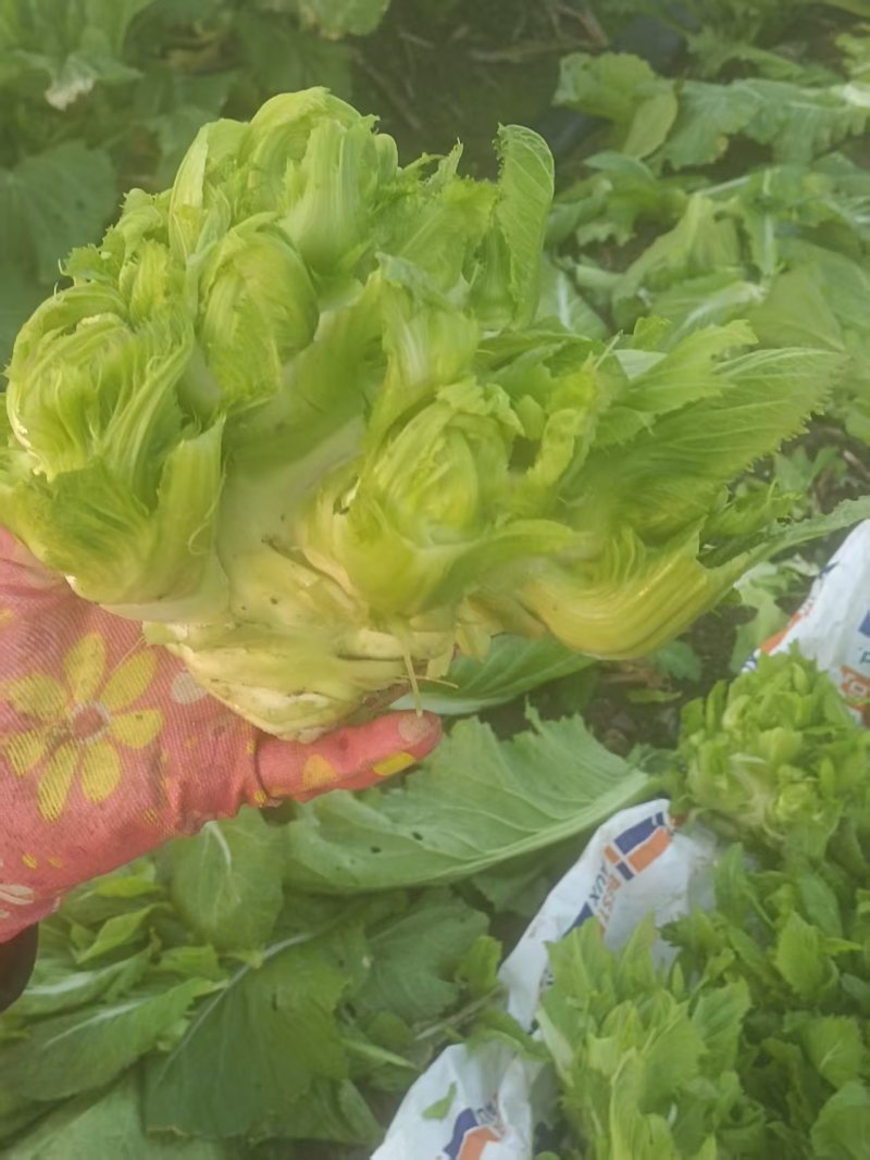 儿菜大量上市有需要的老板联系***********