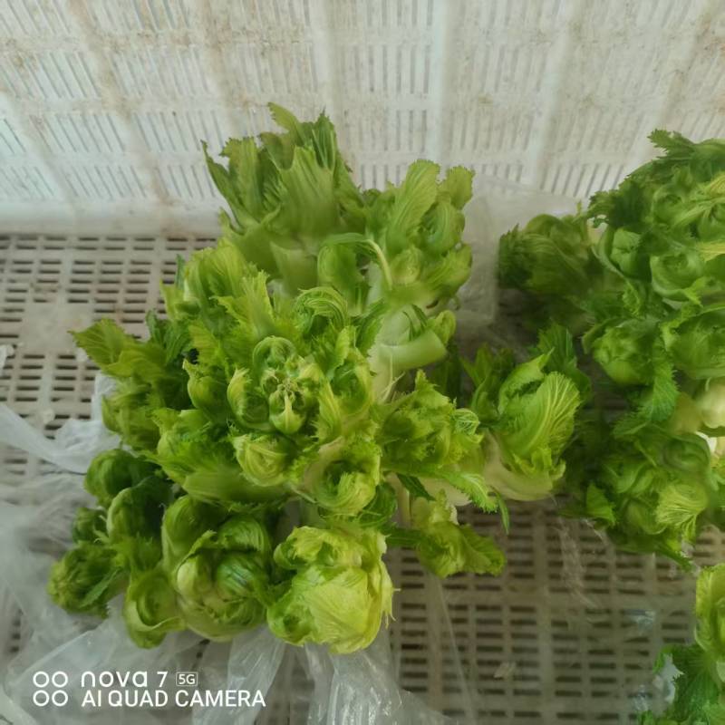 儿菜大量上市有需要的老板联系***********