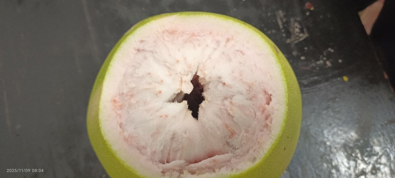 三红柚次贸