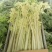 桂河芹菜