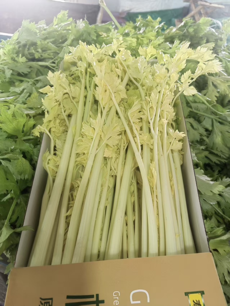 桂河芹菜