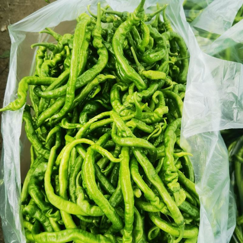 大量有货