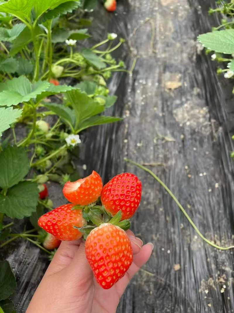 保定九九草莓红颜久久量大从优欢迎来电沟通