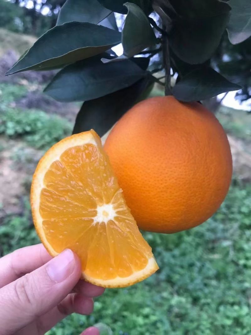 纽荷尔脐橙