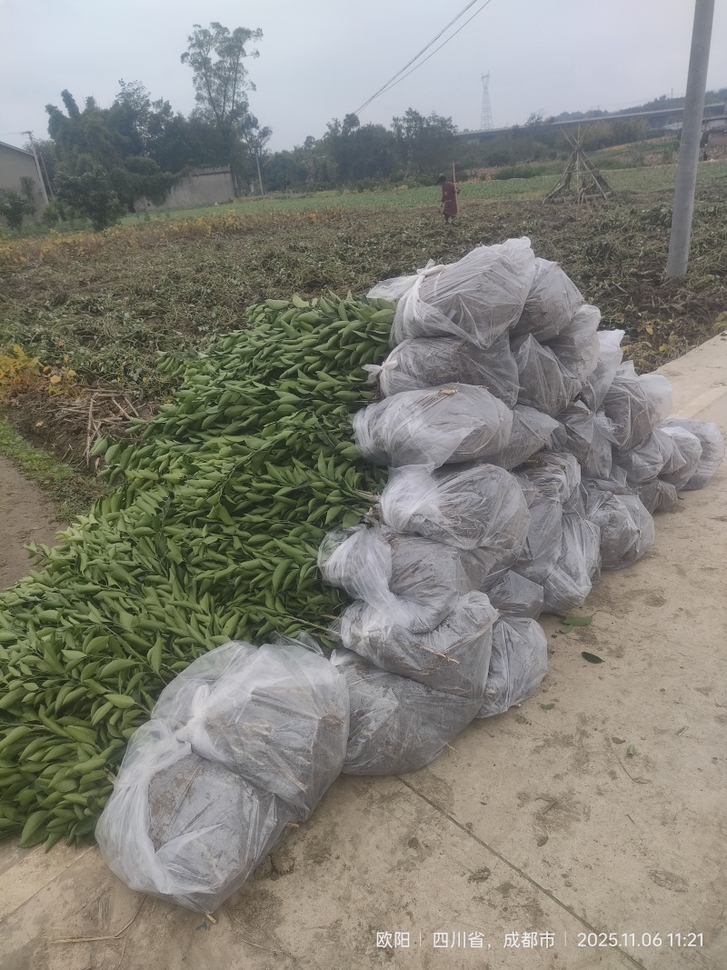 产地春见耙耙柑苗*耙耙柑果树苗保根保湿顺丰发货*耙耙柑苗