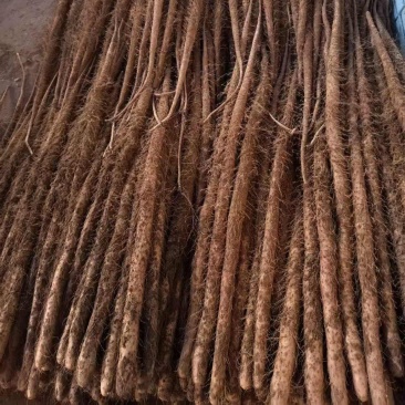 红皮铁棍山药