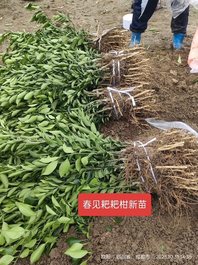 产地春见耙耙柑苗*耙耙柑果树苗保根保湿顺丰发货*耙耙柑苗