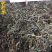 中药材软肝草含羞草决明铁甲草新货干净干货切段
