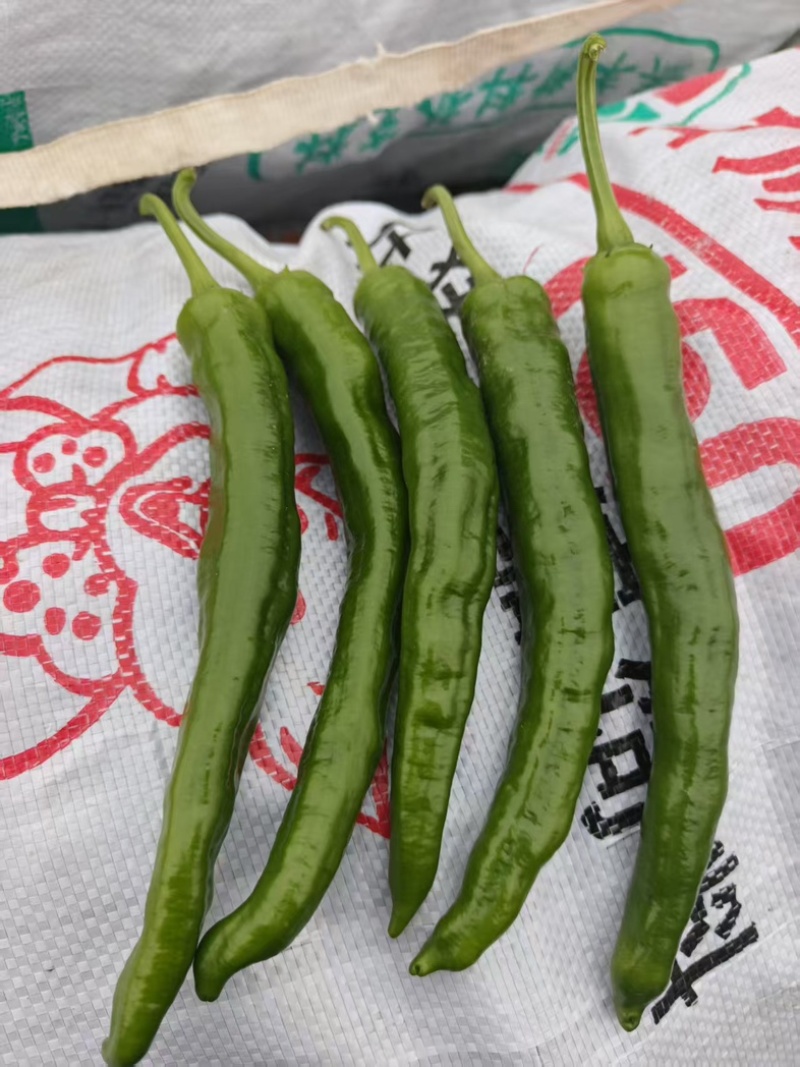 河南精品湘研55号鲜辣椒产地直发一手货源质量保证