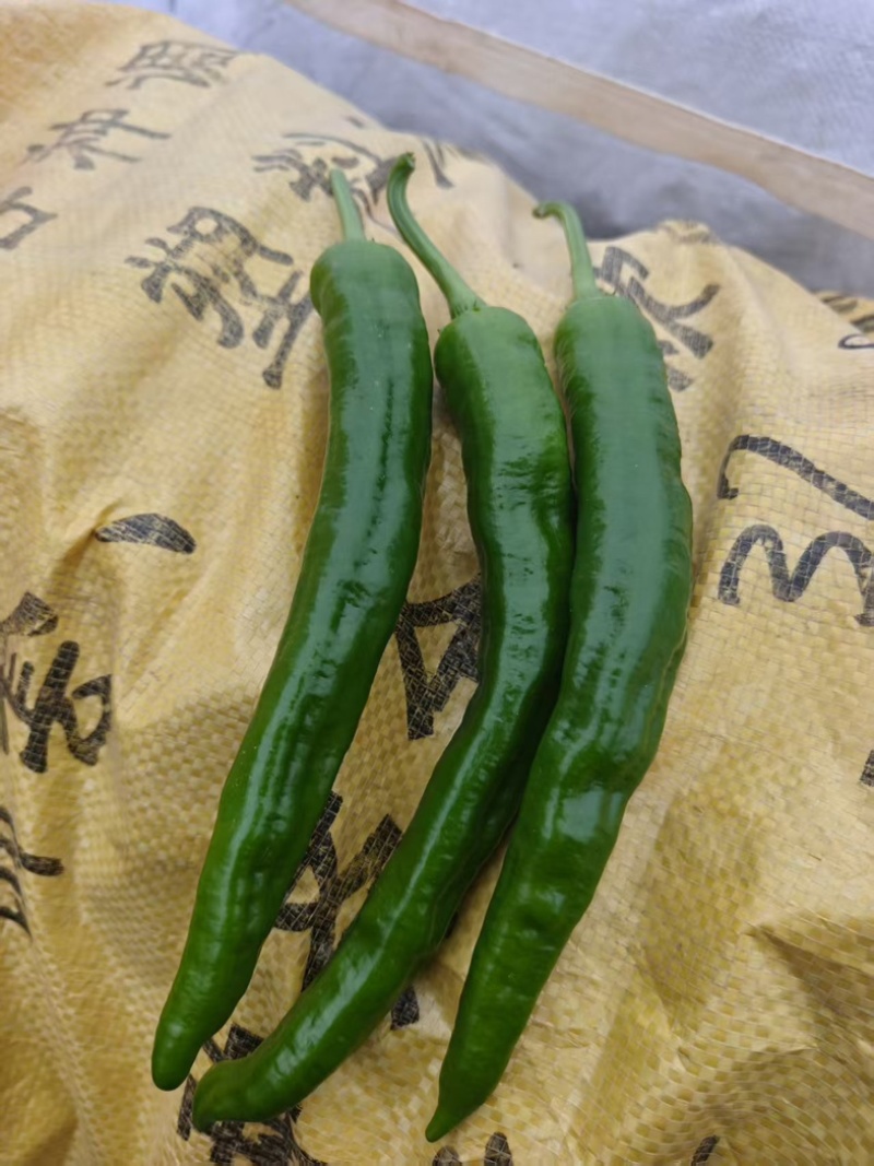河南精品湘研55号鲜辣椒产地直发一手货源质量保证
