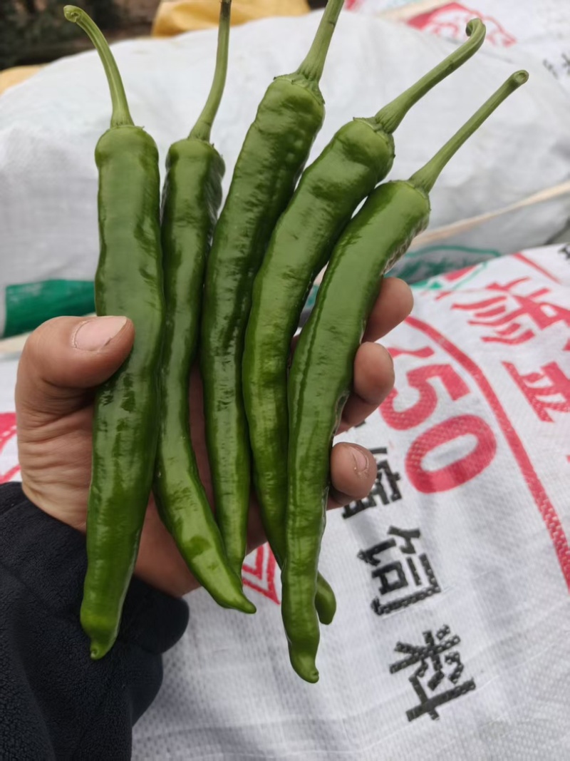 河南精品湘研55号鲜辣椒产地直发一手货源质量保证