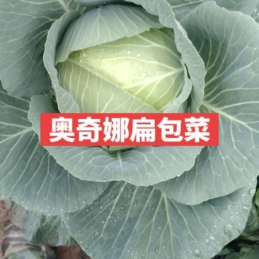 扁包菜，5月有一批新上市奥奇娜，6月上市盘龙南瓜和甜玉米