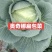 扁包菜，5月有一批新上市奥奇娜，6月上市盘龙南瓜和甜玉米