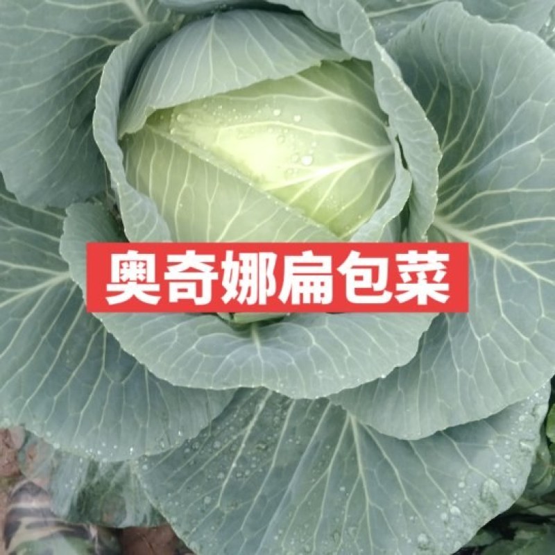 扁包菜，5月有一批新上市奥奇娜，6月上市盘龙南瓜和甜玉米