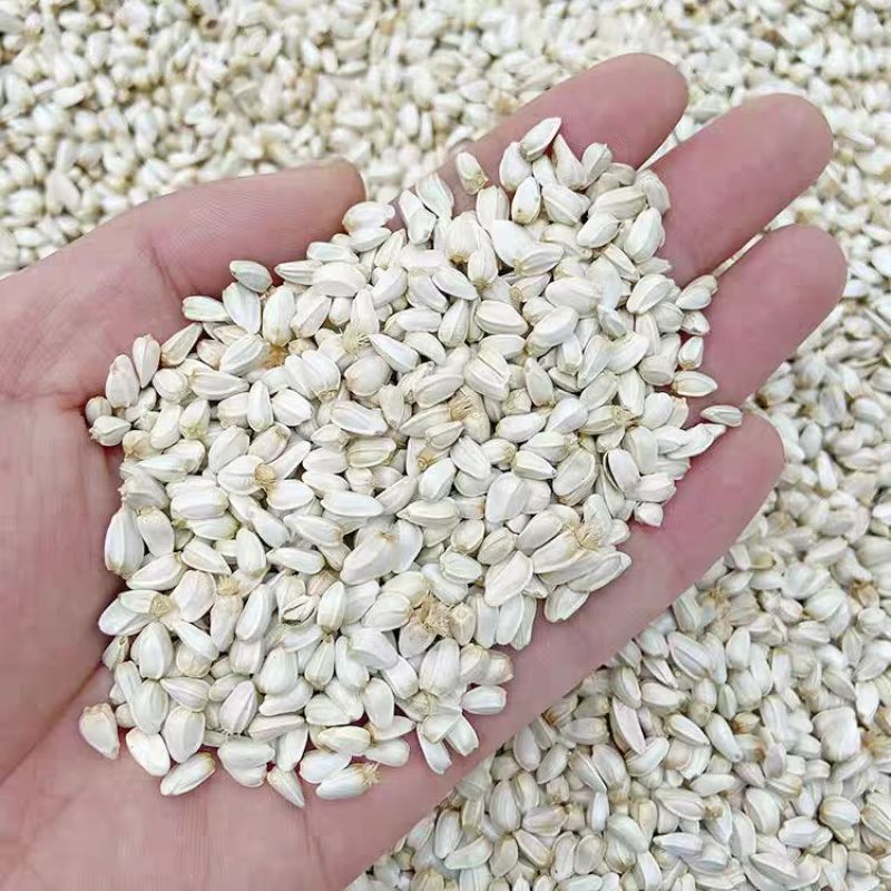 优质红花籽新疆红花籽红花大量供应可视频看货欢迎来电