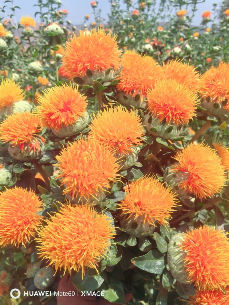 优质红花籽新疆红花籽红花大量供应可视频看货欢迎来电