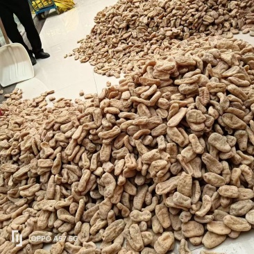 云南昭通小草坝干天麻，小果100公斤起批还有各种规格