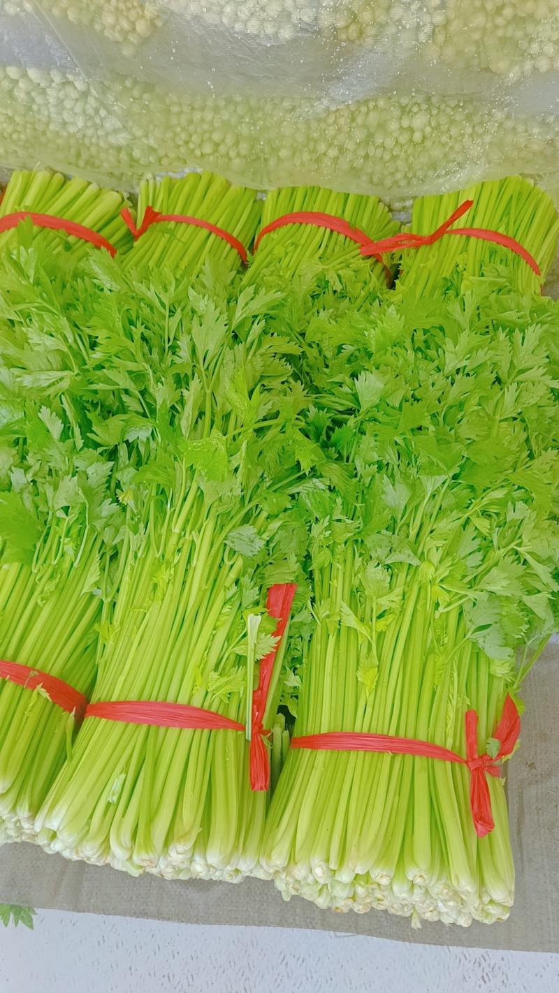 江苏省徐州市新沂市瓦窑精品中颗西芹