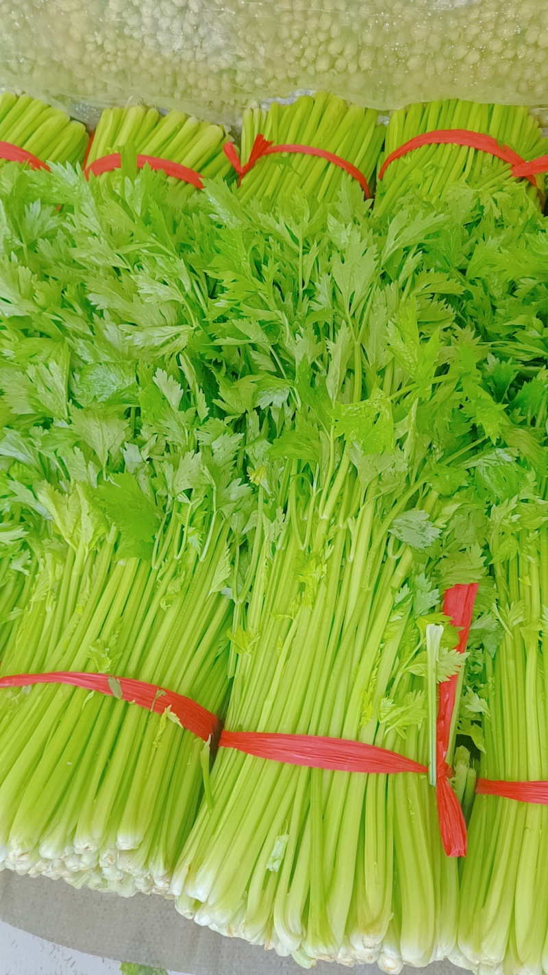 江苏省徐州市新沂市瓦窑精品中颗西芹