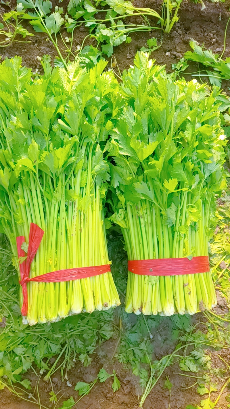 江苏省徐州市新沂市瓦窑精品中颗西芹