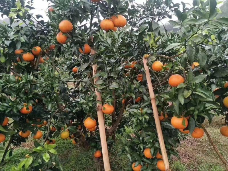 爱媛38号需要的老板可联系