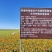 新疆红花种子大量供应可视频看货欢迎来电采购