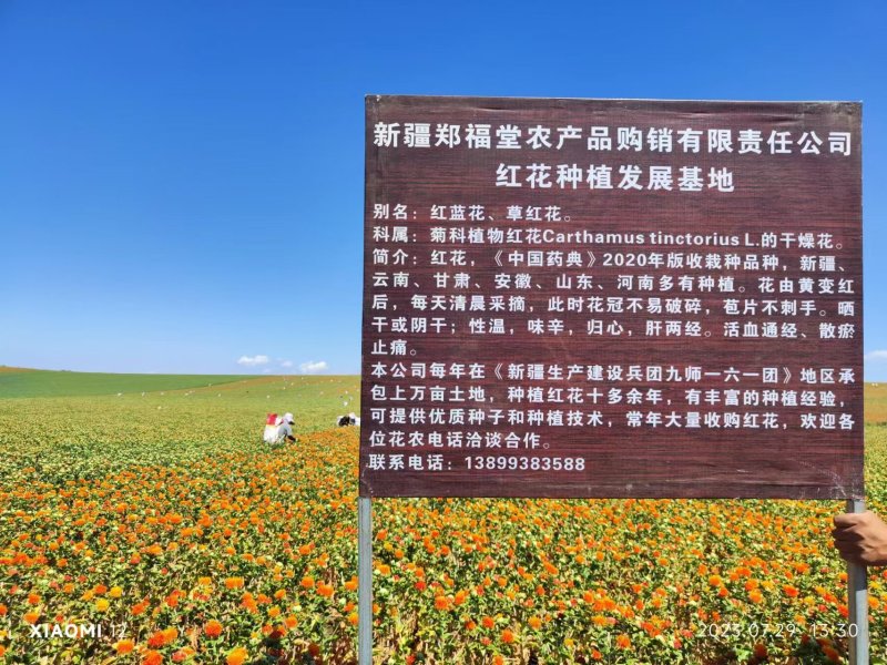 新疆红花种子大量供应可视频看货欢迎来电采购