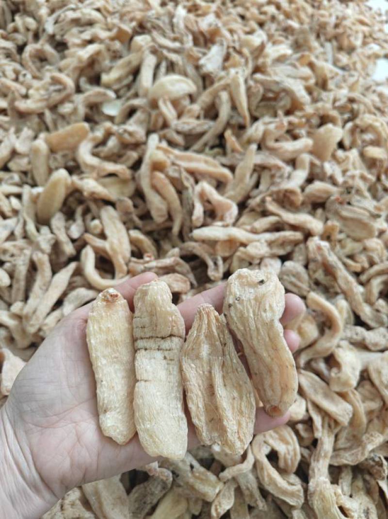 云南昭通小草坝干天麻，小果100公斤起批还有各种规格