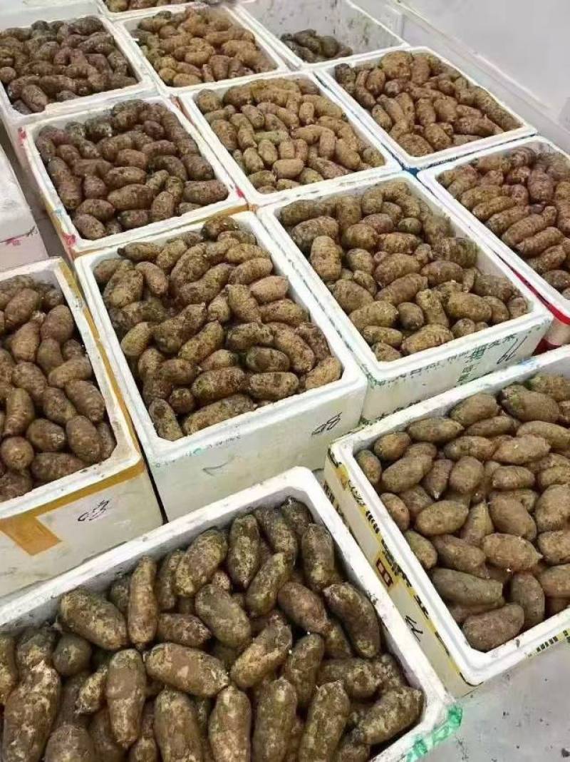 云南昭通小草坝干天麻，小果100公斤起批还有各种规格