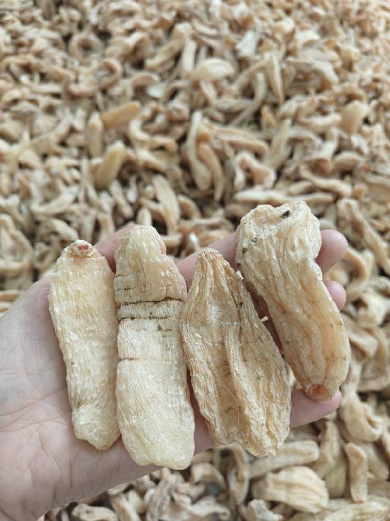云南昭通小草坝干天麻，小果100公斤起批还有各种规格