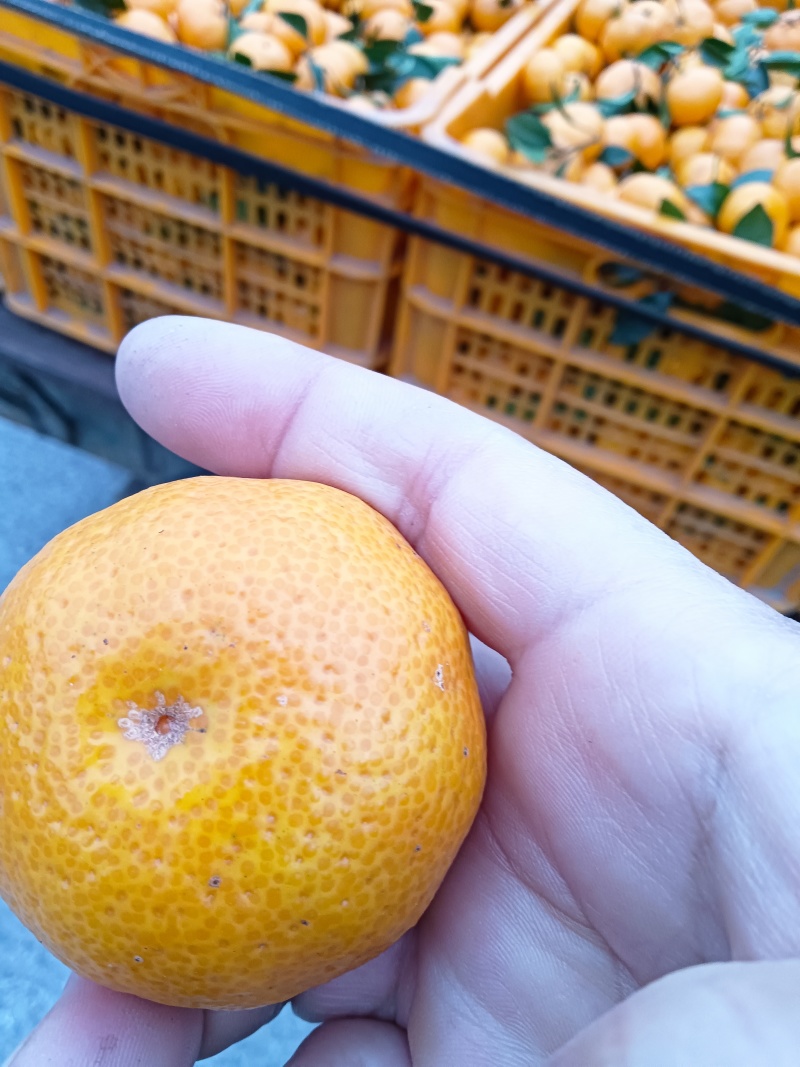 广西棉桔蜜广臭皮柑上市货源充足量大从优欢迎随时联系