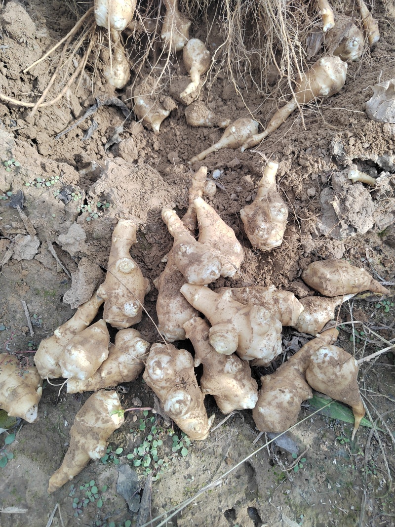 白洋姜学名菊芋大量上市，精品货源现挖现发