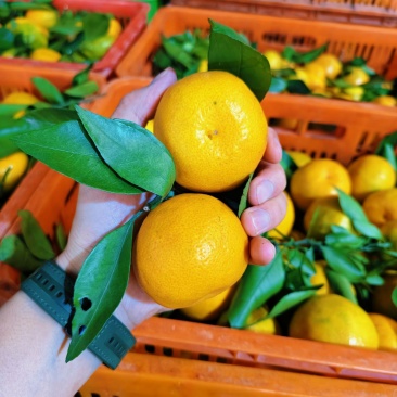 蜜橘大量热销果肉饱满多汁口感纯甜无酸