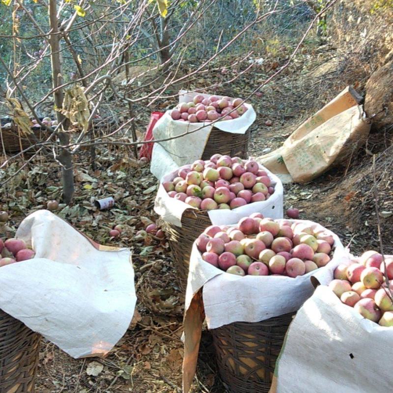 自家产青龙山地小国光苹果皮薄酸甜可口