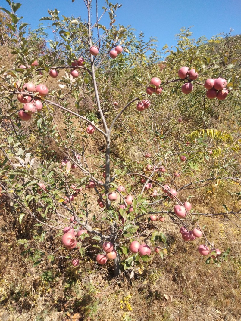自家产青龙山地小国光苹果皮薄酸甜可口